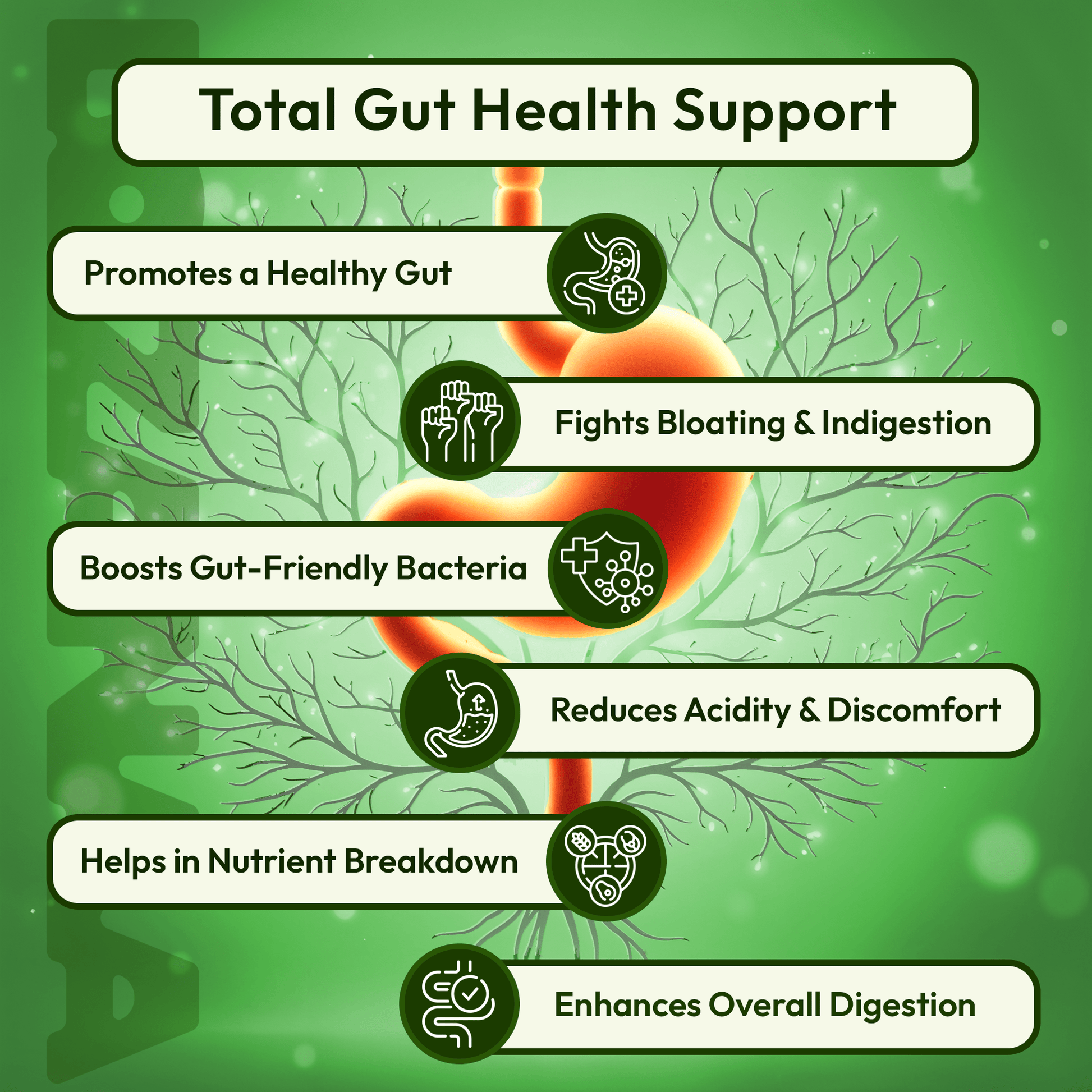 Prebiotic and Probiotic Gummies | Digest Better, Live Lighter - Lozanaa
